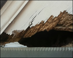 Squirrel damage in Staunton VA