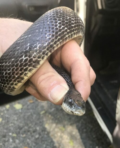 Caught snake in hand